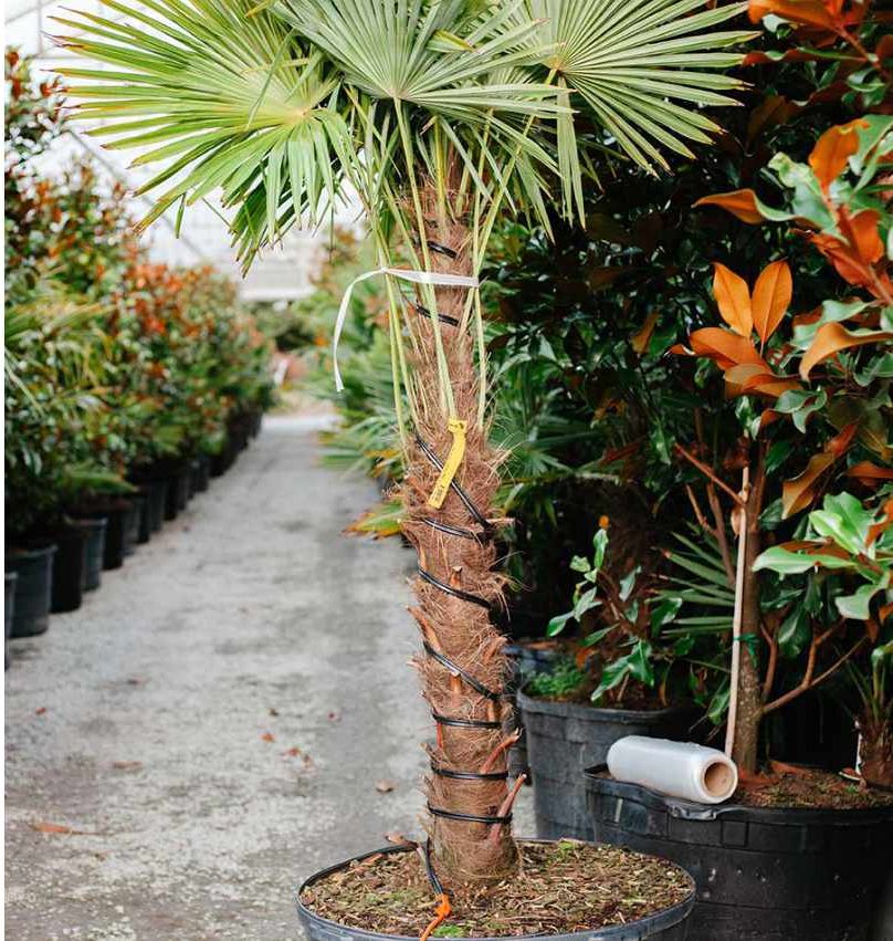 A tall potted palm in an aisle of large nursery stock under cover at Cedar Rim Nursery, with rows of shrubs behind