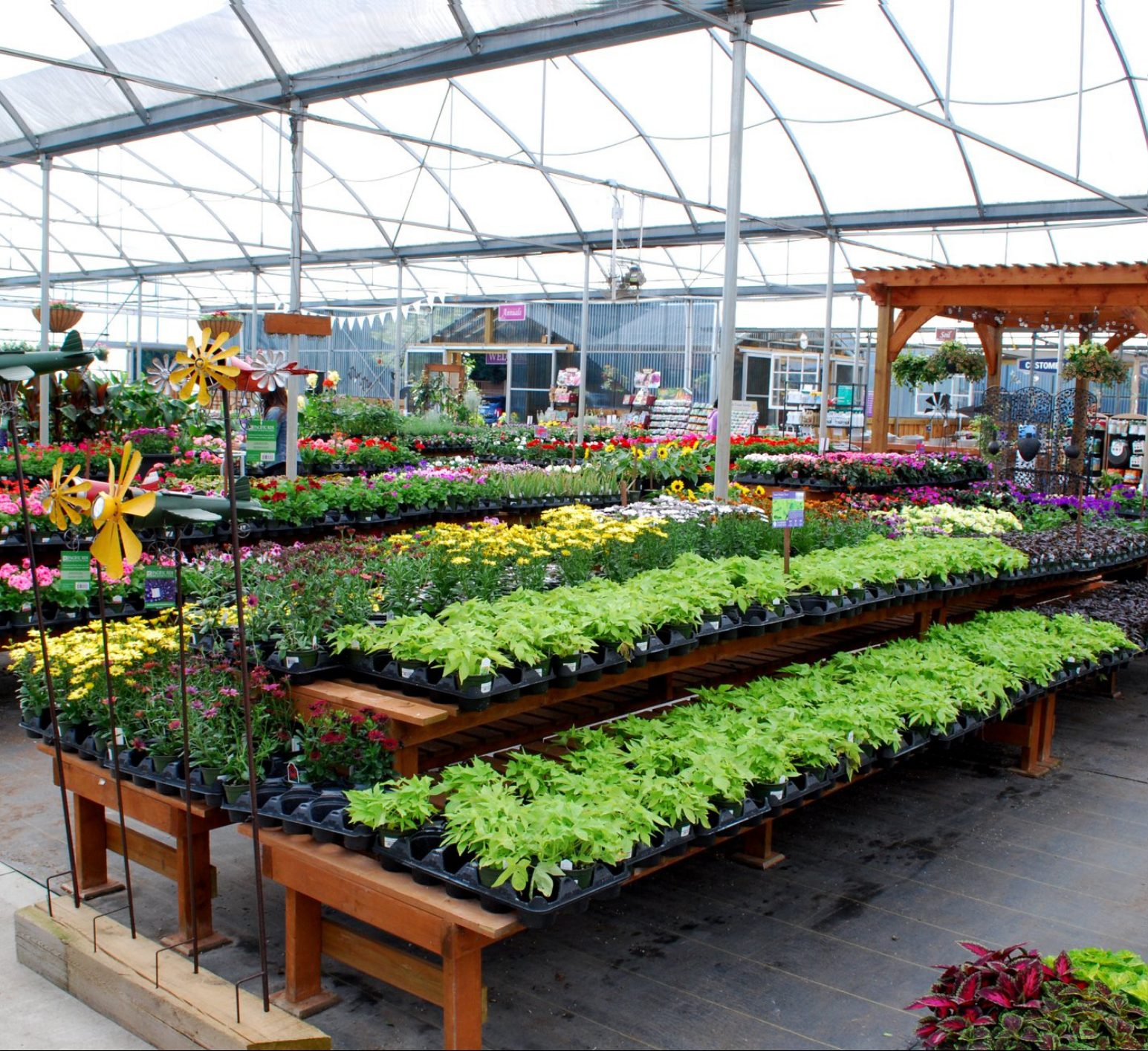 Inside the Clearview greenhouse: wooden benches full of bedding plants and flowers, hanging baskets and a cedar pergola at the back