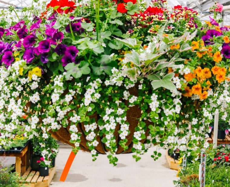 A huge hanging basket of white bacopa, purple petunias, orange and red flowers in the Clearview greenhouse