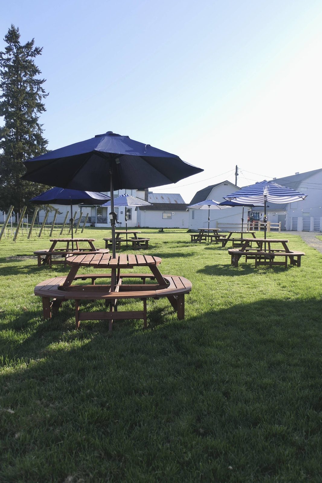 Round wooden picnic tables with navy and blue-and-white striped umbrellas on a lawn beside a row of young vines, with white farm buildings and a tall evergreen behind