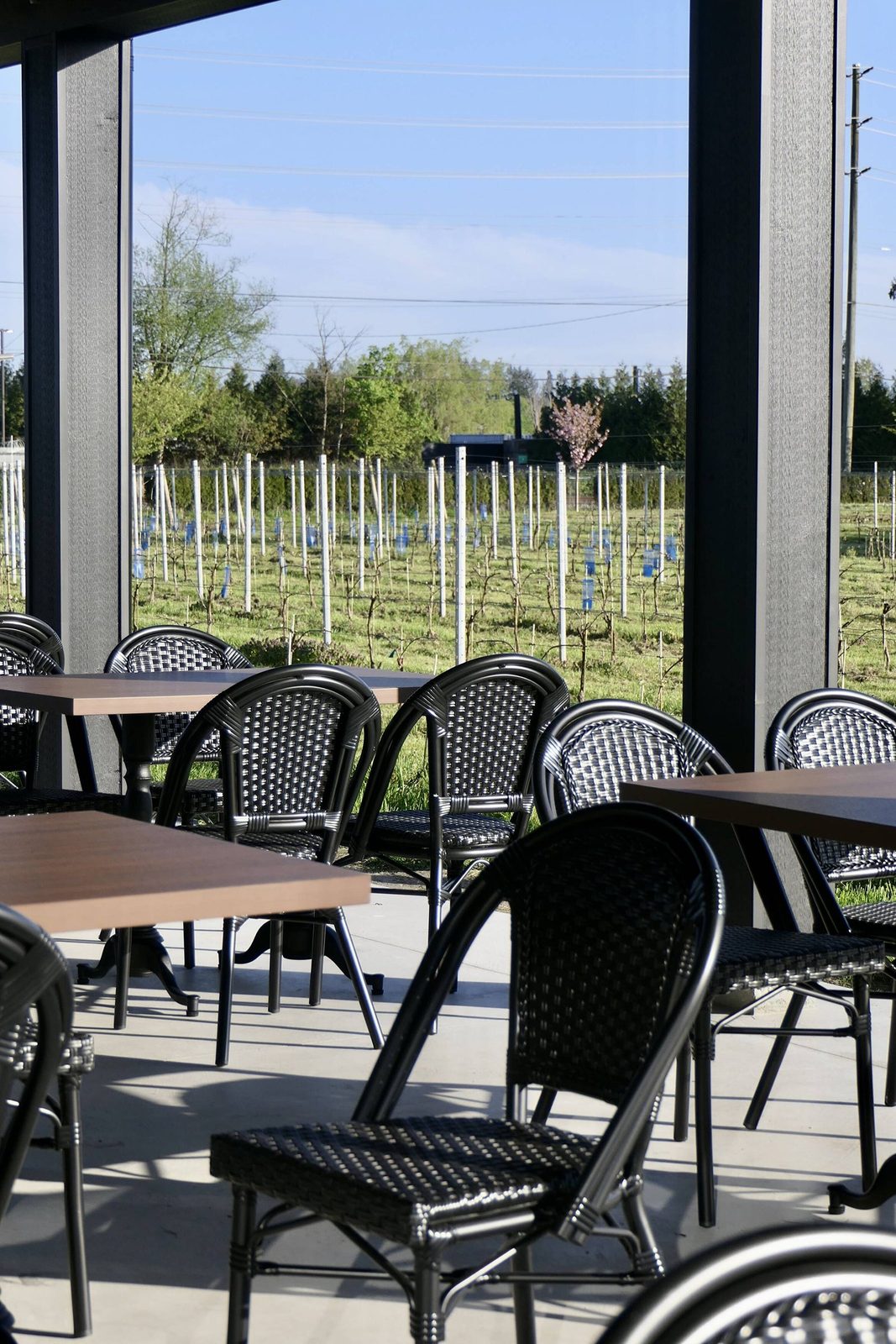 A covered patio with black woven bistro chairs and dark wooden tables, open on one side to rows of young vines on white posts and a line of trees beyond