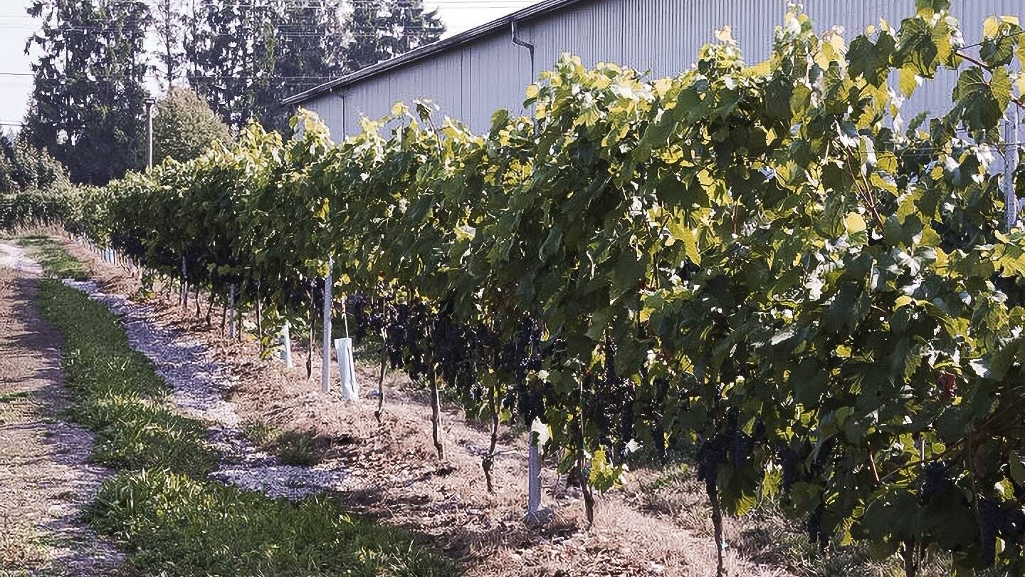 A long row of grapevines heavy with dark purple clusters beside a gravel path, with a grey metal-clad building behind