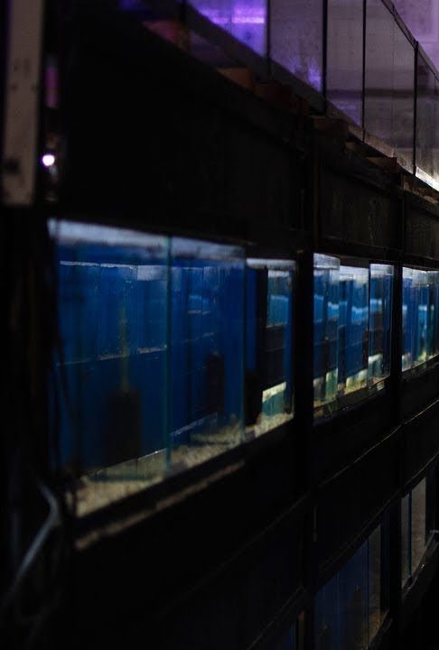 An aisle inside Fish Addicts lined with rows of lit blue aquarium tanks stacked two high