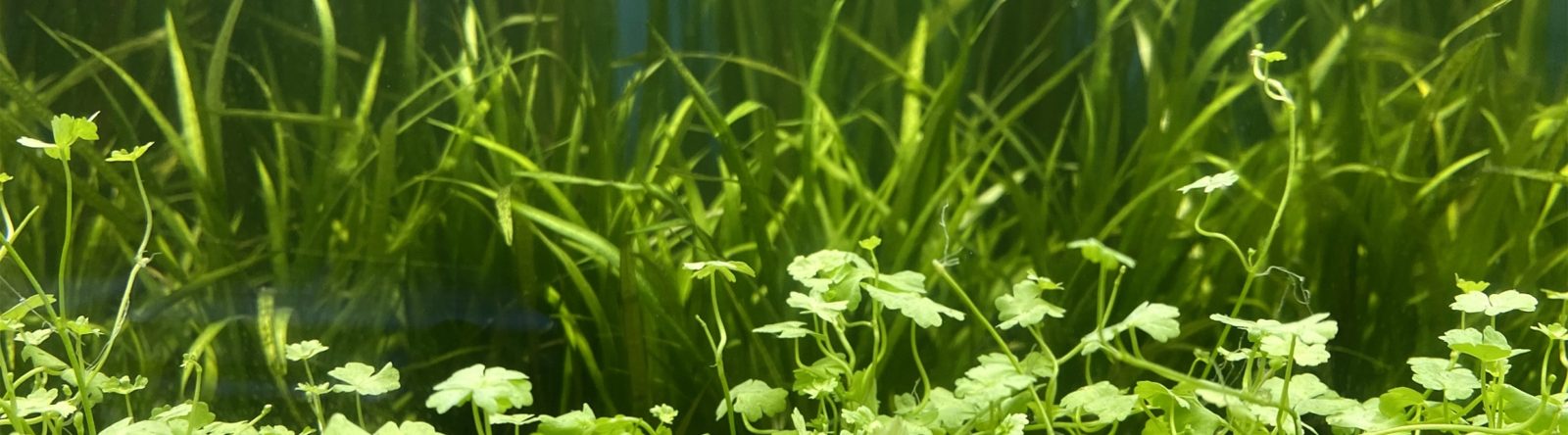 Green aquarium plants growing thickly in a planted display tank