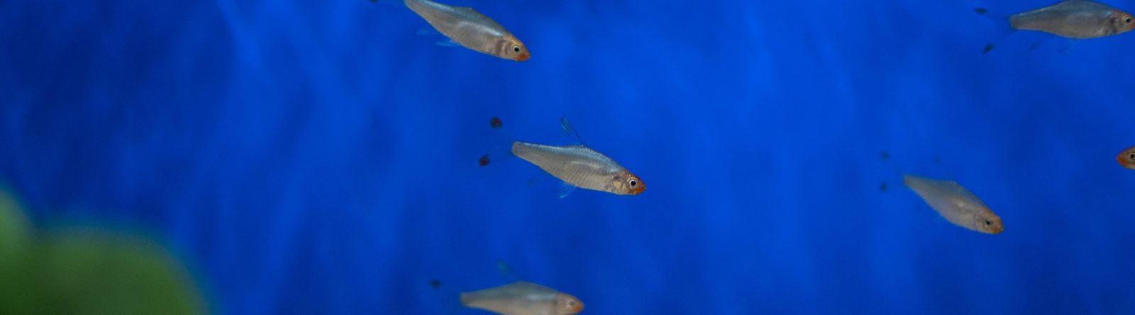 A small school of silver rasboras with red tails swimming against a blue background