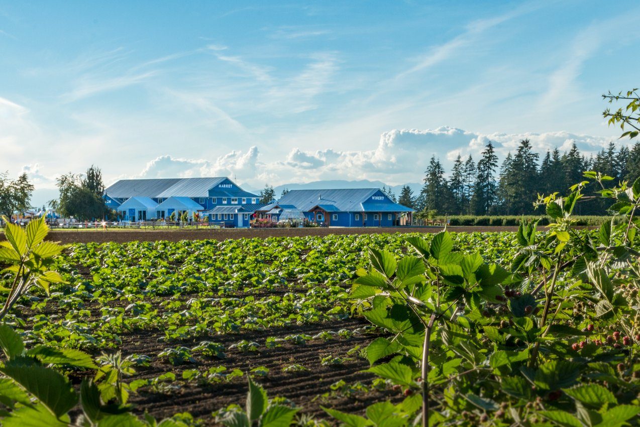 Krause Berry Farms' blue Market and Winery buildings seen across a field of green strawberry plants, with evergreens and cloud behind