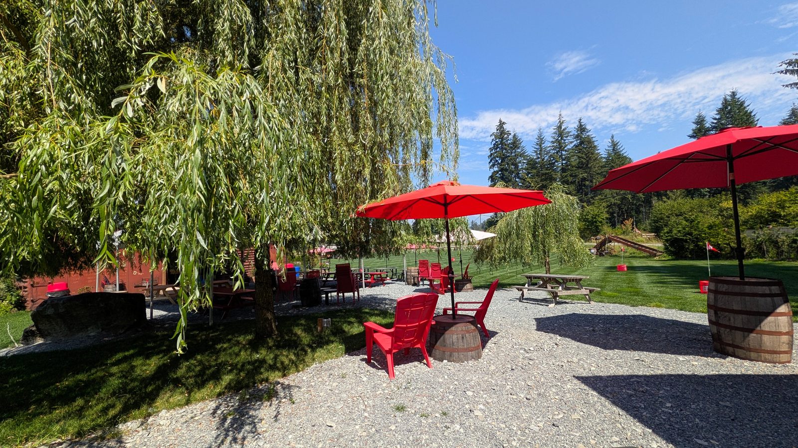 Red umbrellas and red Adirondack chairs on gravel under a weeping willow in the Roots and Wings picnic yard, with a mown lawn and evergreens behind