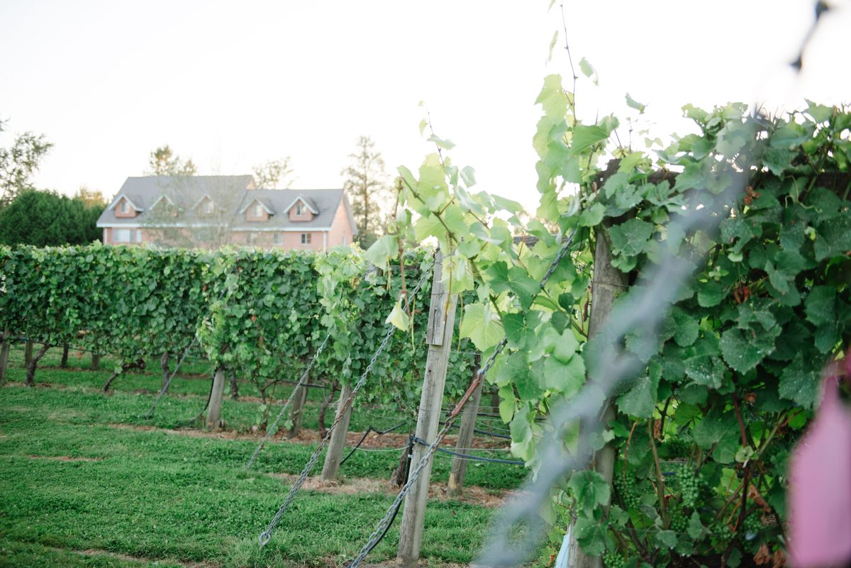 Grapevines in the foreground at Backyard Vineyards, with rows of vines and a house behind