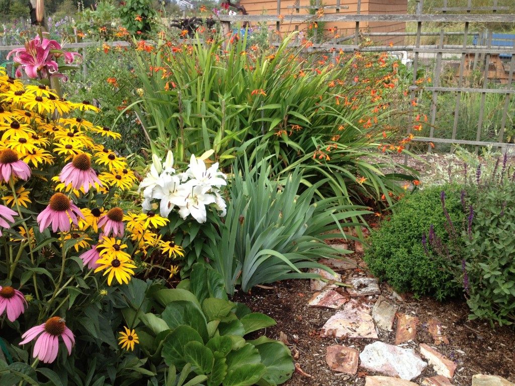 Pink coneflowers, yellow black-eyed Susans and white lilies in a flower bed at the Murrayville Community Garden