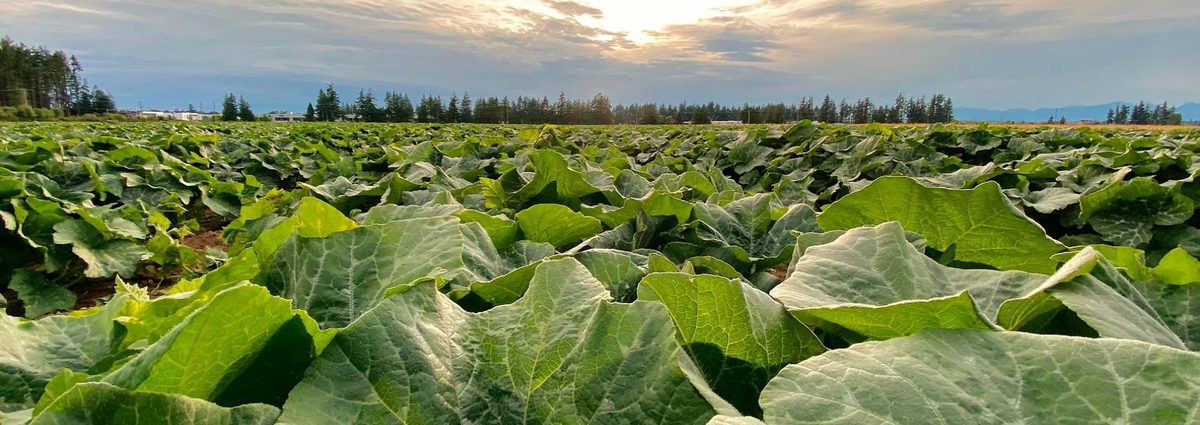 Rows of leafy crop plants on the Heppell farm lands at sunset, with a line of trees on the horizon