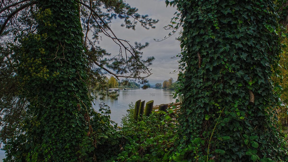 Bedford Channel seen through ivy-covered trees from the Fort Langley side