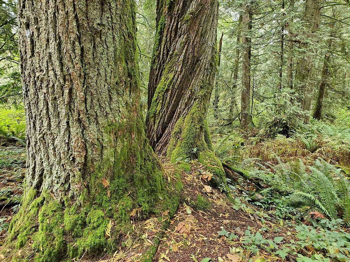 Two huge moss-covered conifer trunks and sword ferns on the forest floor in Campbell Valley Regional Park