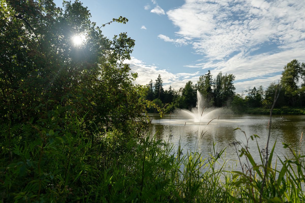 Brydon Lagoon in Langley City with still water, reeds and tall trees along the edge