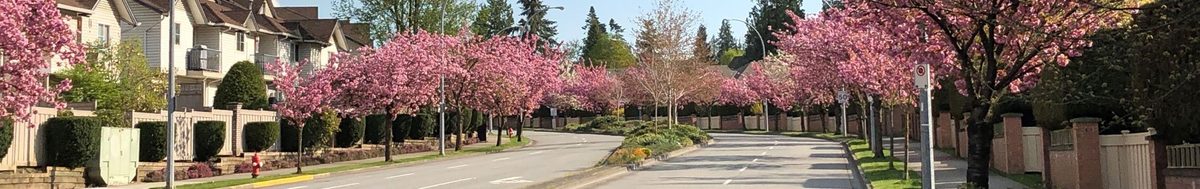 A curving Walnut Grove street lined with flowering cherry trees in spring, with townhouses on the left and fenced front yards on the right