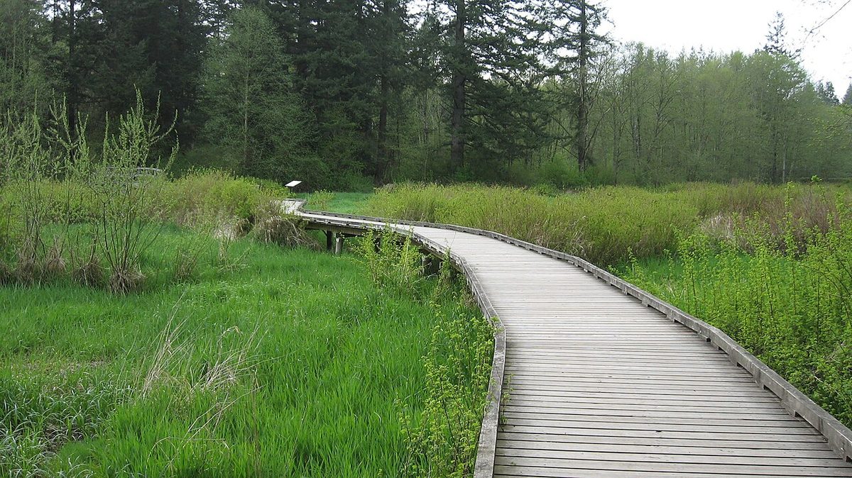 Boardwalk through the marsh on the Little River Loop, Campbell Valley Regional Park