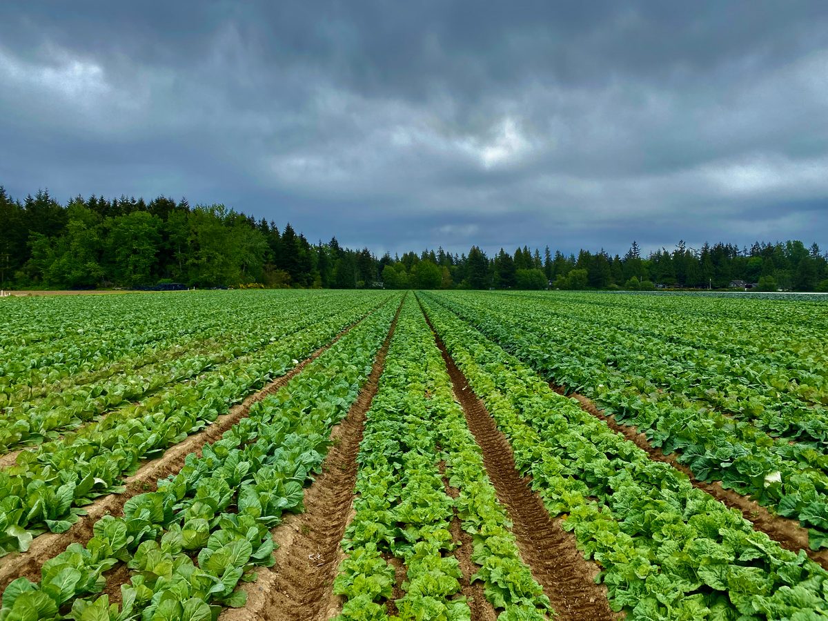 Rows of leafy crops stretching across a Heppell farm field under a dark sky, with a line of trees beyond