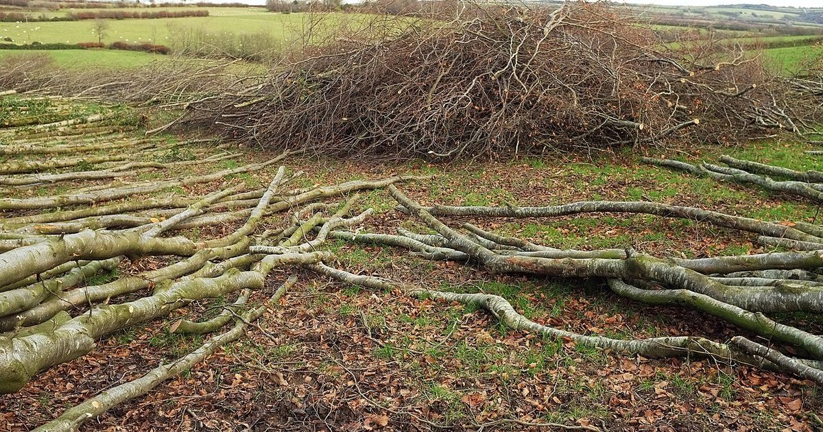 A pile of cut branches and brushwood heaped on a field, the kind of yard and garden debris a burning permit covers (a Creative Commons photo, not taken in Langley)