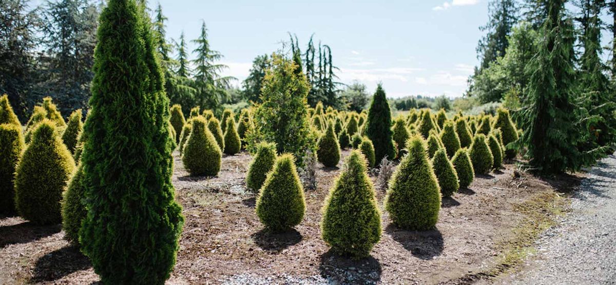 Rows of young conifers growing in the field at Cedar Rim Nursery on Glover Road, one of the two participating nurseries