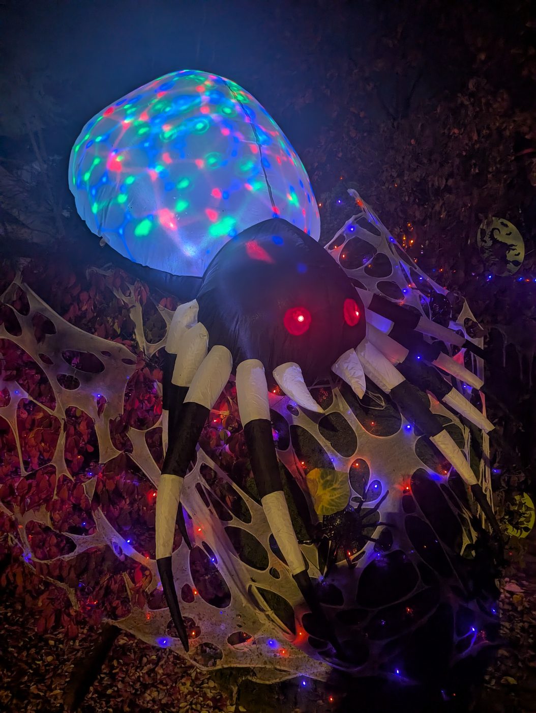 A spider with a light-show body